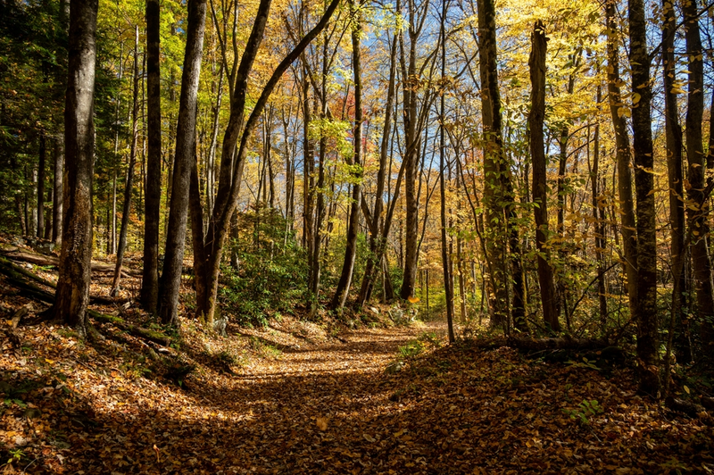 Porters Creek Trail