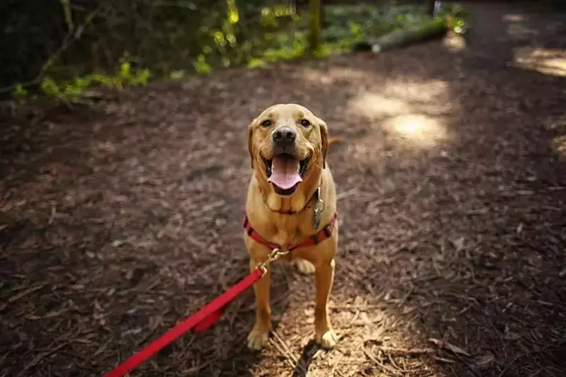 dog hiking in smoky mountains