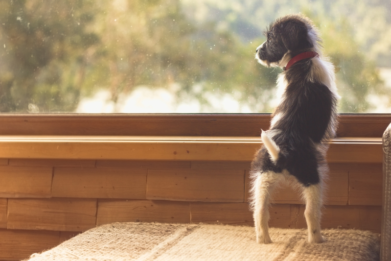 puppy in a cabin