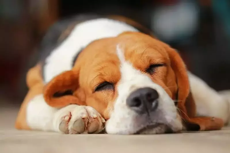 dog sleeping in pet friendly Gatlinburg TN cabin