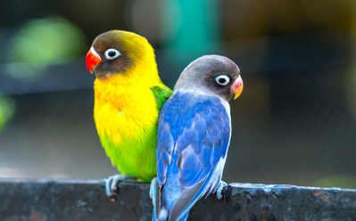 yellow and green parrot sitting with blue and gray parrot at parrot mountain in pigeon forge