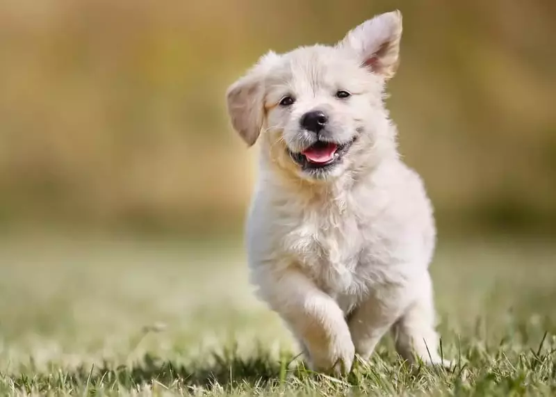 happy-dog-running