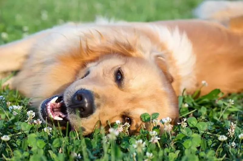 Happy golden dog lying a field of clover