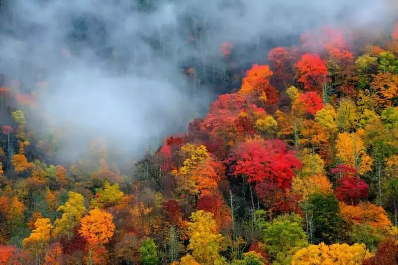 bright red yellow and orange leaves in the Smoky Mountains