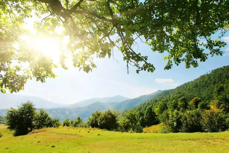 sun shining through the trees overlooking a mountain meadow