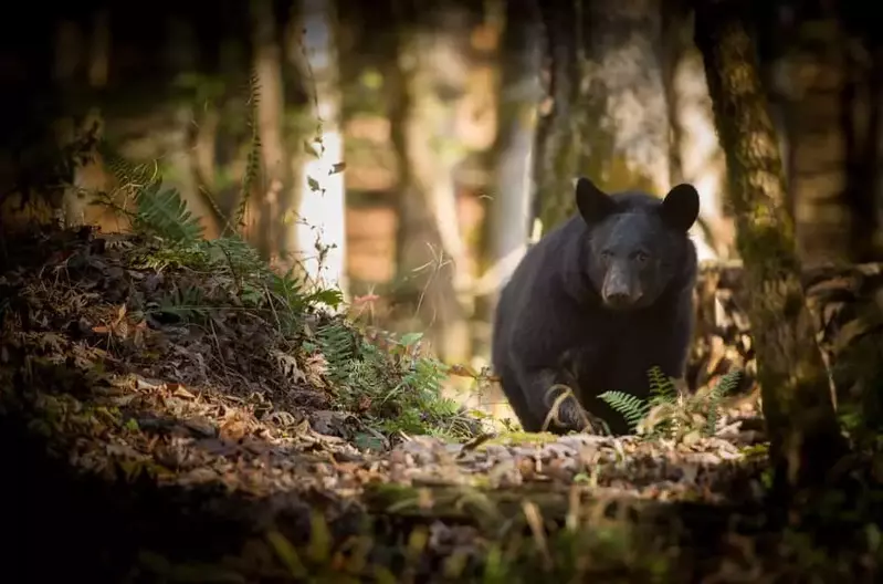 Black bear walking through the mountains