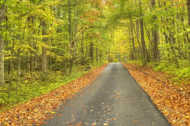 A road covered in leaves in the Smoky Mountains