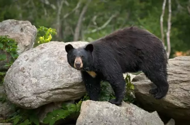 a black bear standing on boulders in the Great Smoky Mountains National Park