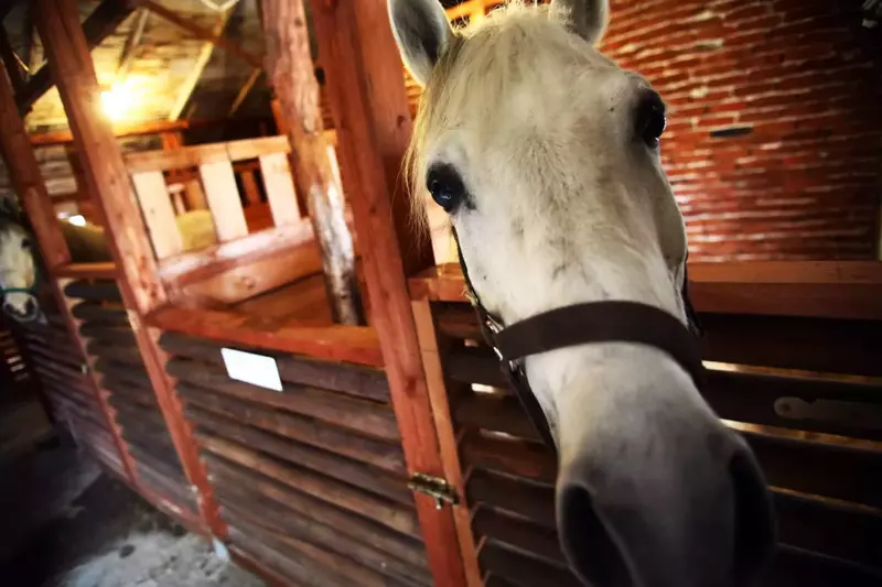 Horse leaning over gate in a stable