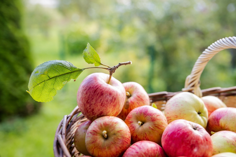basket of apples