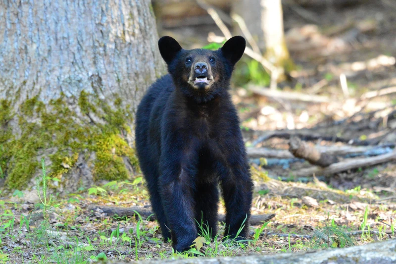 black bears in the Smoky Mountains
