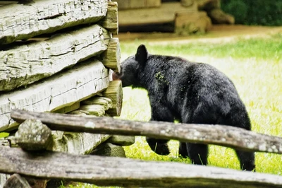black bears in the Smoky Mountains