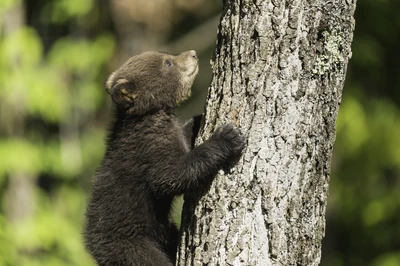 black bears in the Smoky Mountains