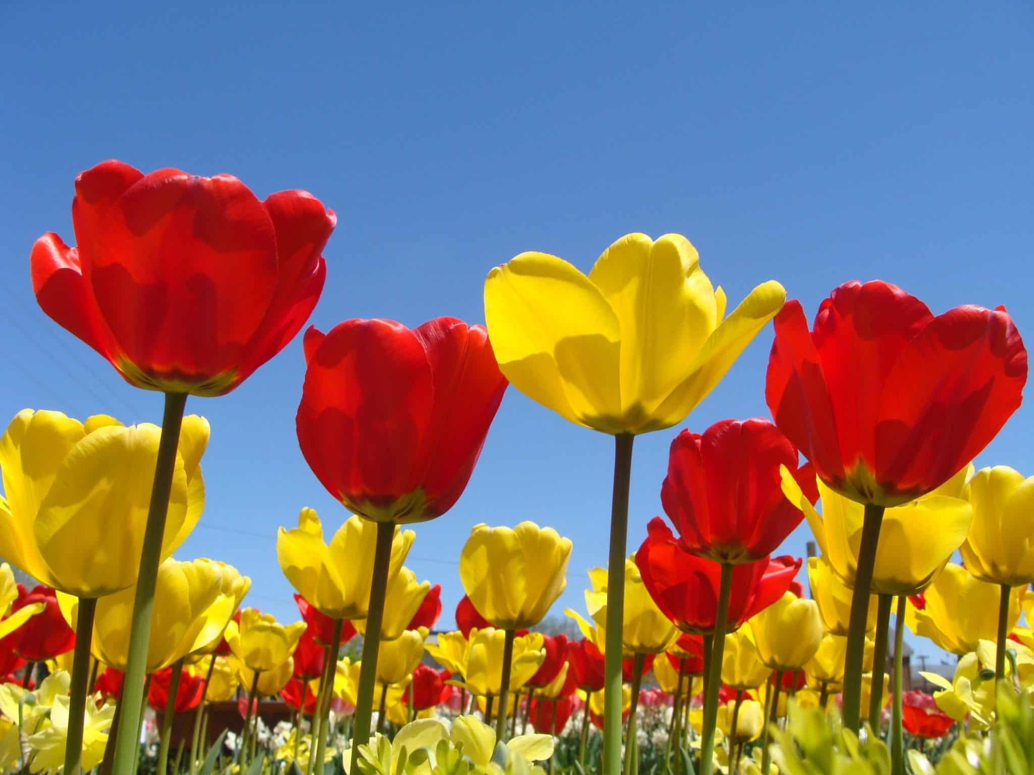 Red and yellow tulips against blue skies