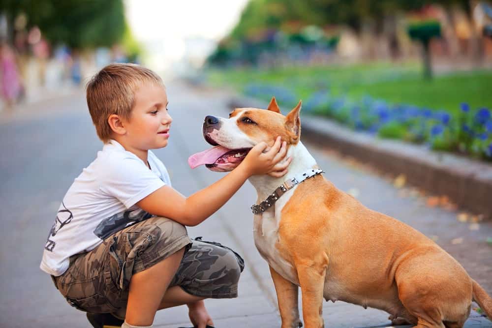 Boy petting happy dog in the spring