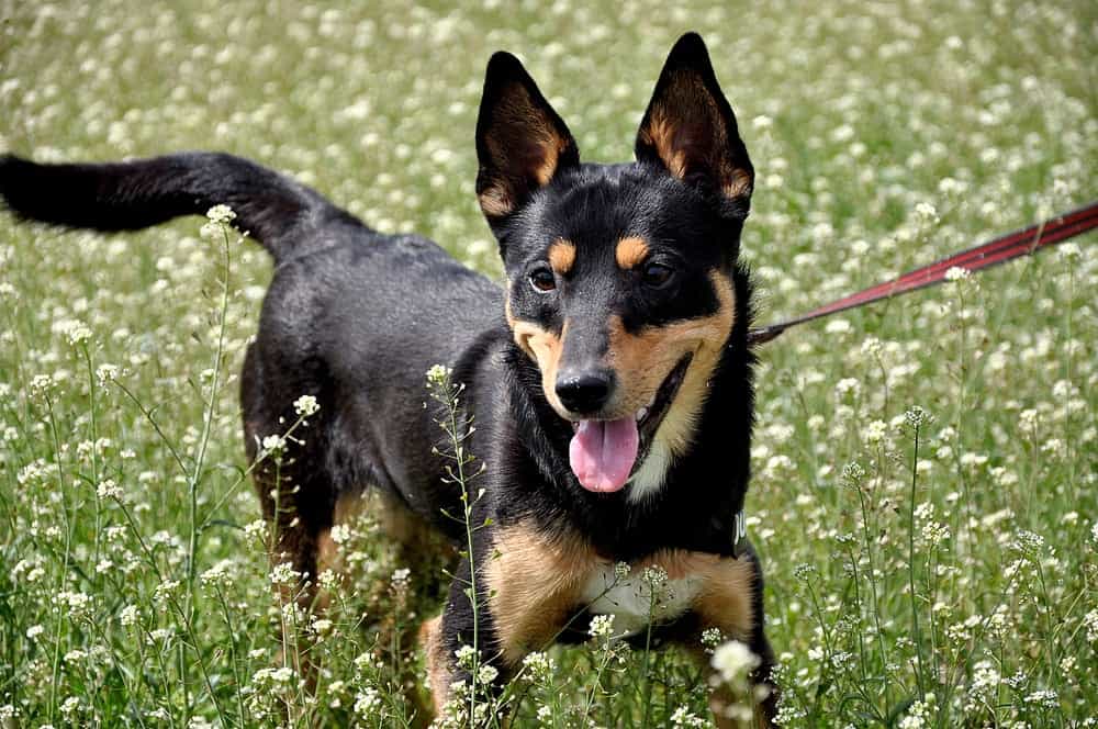 cute black and tan dog on red leash in a field of white flowers