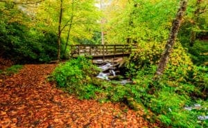 a beautiful Gatlinburg hiking trail covered in fall leaves