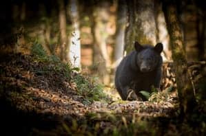 black bear walking in the woods