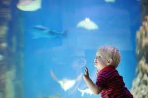 a small child looking at fish swimming at Ripley's Aquarium in the Smokies