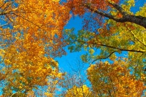 fabulous fall colors