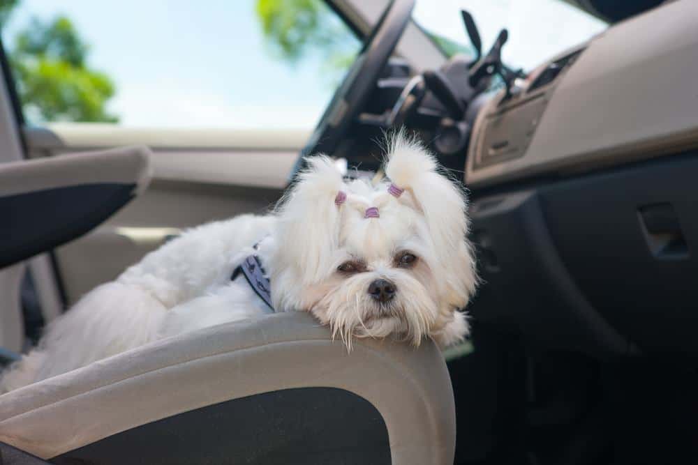 small white dog in car going to Gatlinburg TN cabin