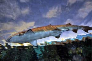Shark at Ripley's Aquarium in Gatlinburg Tn