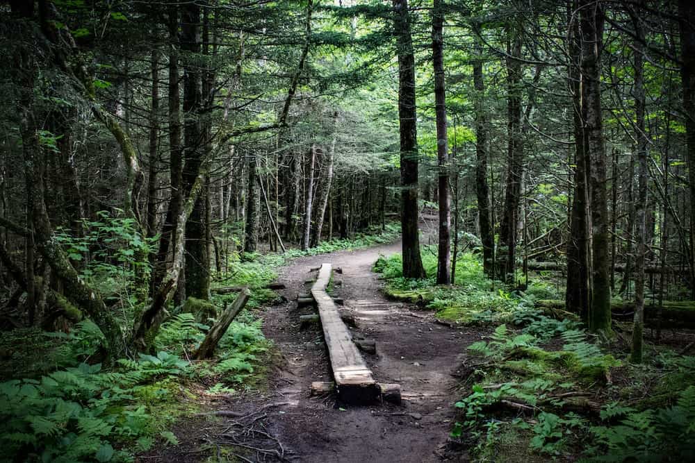 Top 5 Hiking Trails Near Gatlinburg to Try This Summer