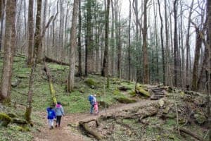 cove hardwood forest trail in the great smoky mountains