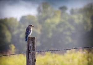 bird on a post in cades cove
