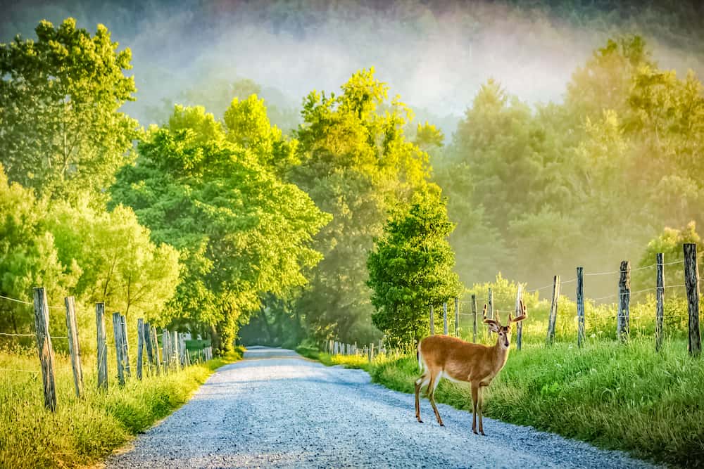 deer on the road cades cove