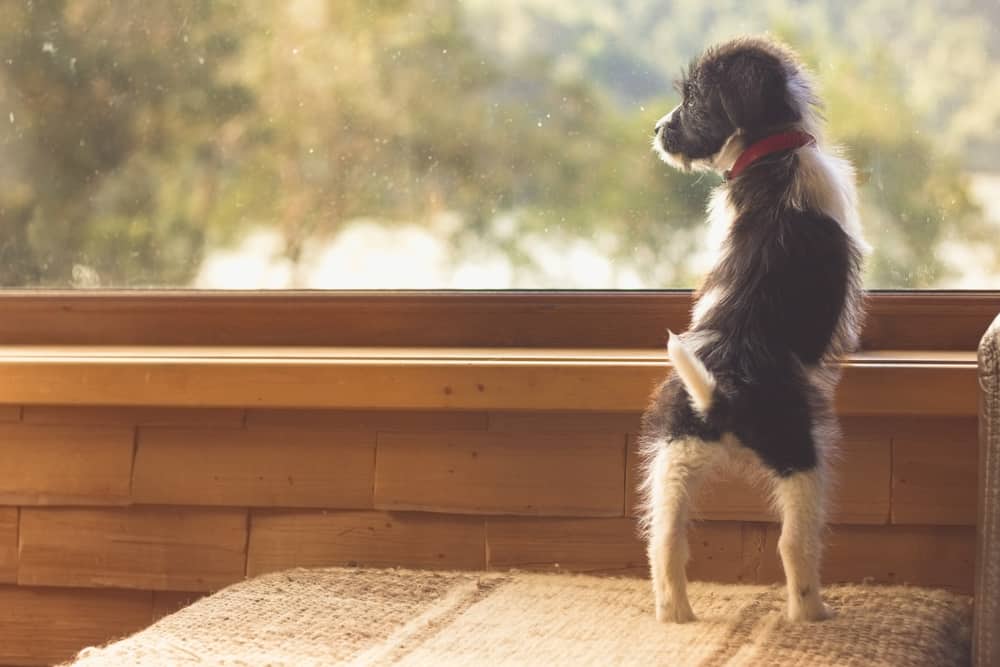 6 Benefits of Bringing Your Dog to Our Pet Friendly Cabins in Gatlinburg TN
