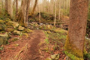 elkmont nature trail in the smoky mountains